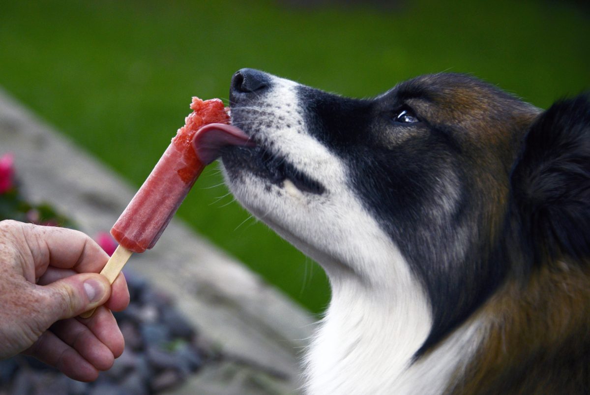 Dog And A Red Popsicle