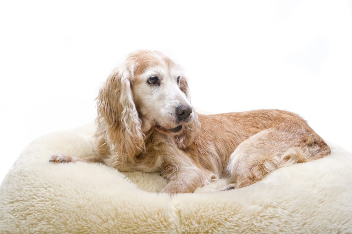 Elderly dog laying on soft dog bed