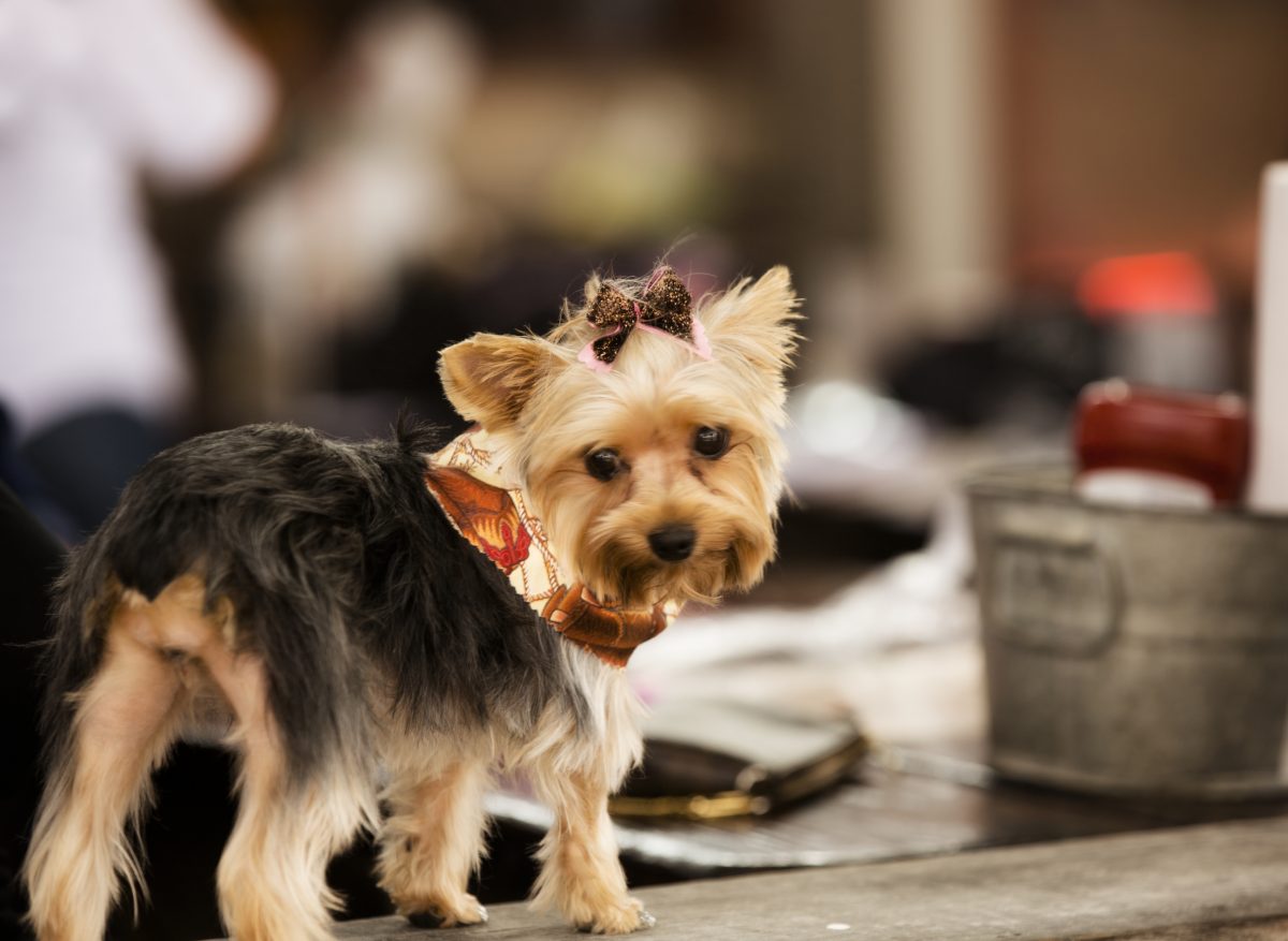 Pets: Cute Yorkie dog at outside city cafe. Bow, bandana.