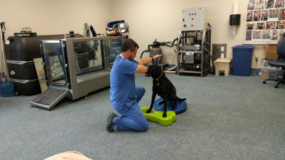 Charlotte Nc Veterinary Canine Physical Rehabilitation